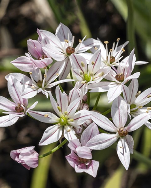 Allium Cameleon